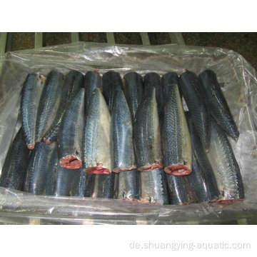 Hochwertige gefrorene gereinigte pazifische Makrele HGT aus dem Pazifischen Pazifik